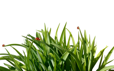 Concimare con qualità